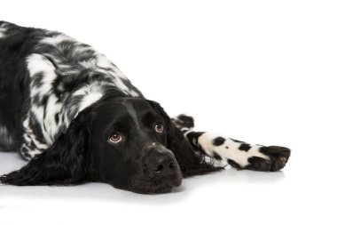 Munsterlander köpeği beyazda izole edilmiş.