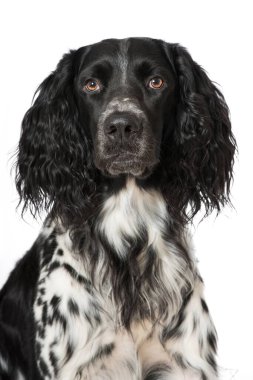 Munsterlander köpeği beyazda izole edilmiş.