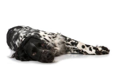 Munsterlander köpeği beyazda izole edilmiş.