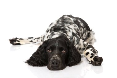 Munsterlander köpeği beyazda izole edilmiş.