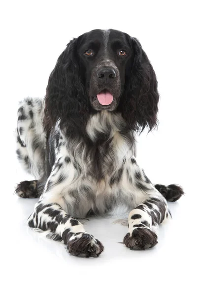 Münsterländer Hund Isoliert Auf Weißem Grund — Stockfoto