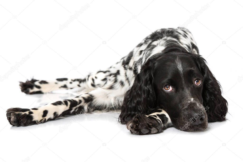 Munsterlander dog isolated on white