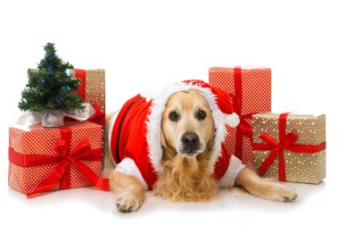 Noel köpeği beyazı izole etti