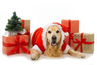 Noel köpeği beyazı izole etti