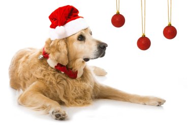 Noel köpeği beyazı izole etti