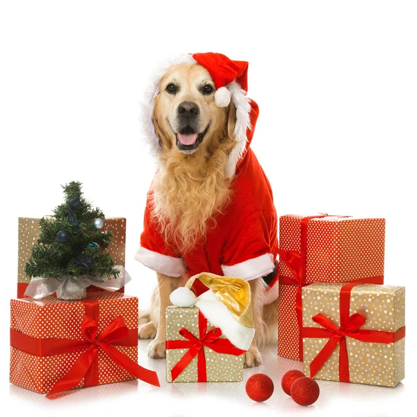 Christmas Dog Isolated White — Stock Photo, Image