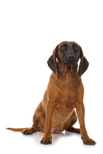 白に隔離されたバイエルンの山犬 — ストック写真