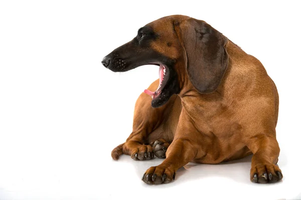 Perro Montaña Bávaro Aislado Blanco — Foto de Stock