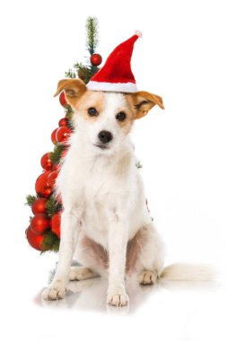 Noel Baba kostümlü şirin teriyer köpeği.