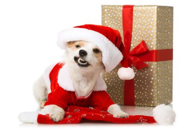 Noel Baba kostümlü şirin teriyer köpeği.