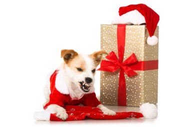 Noel Baba kostümlü şirin teriyer köpeği.