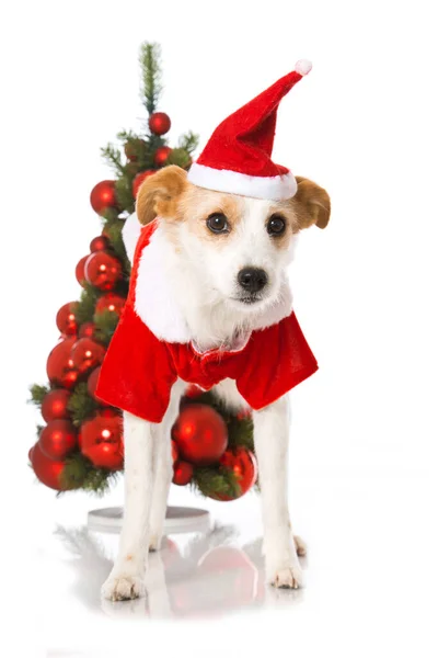 Cute Terrier Dog Santa Costume — Stock Photo, Image