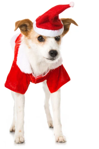 Cute Terrier Dog Santa Costume — Stock Photo, Image