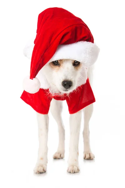 Cão Terrier Bonito Com Traje Santa — Fotografia de Stock