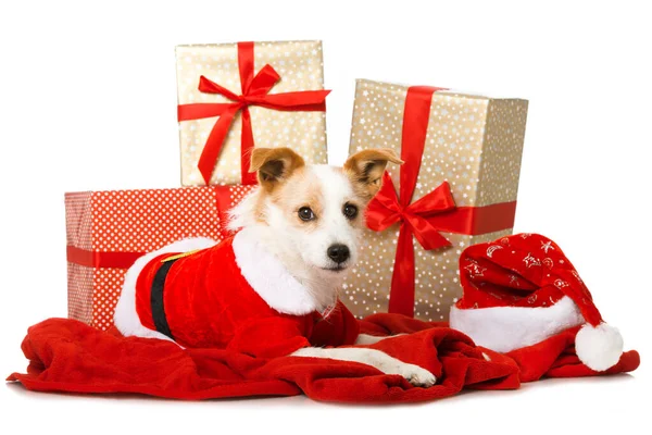 Noel Baba kostümlü şirin teriyer köpeği.