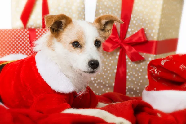 Cute terrier dog with santa costume