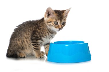 Tekir kedi yavrusu beyazı izole etmiş.