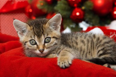 Kırmızı Noel süslemeli Noel kedisi.