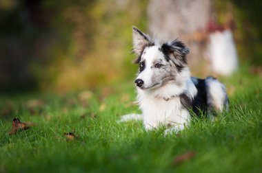 Collie Sınırı sonbahar çayırında yatıyor