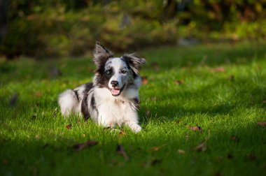 Collie Sınırı sonbahar çayırında yatıyor
