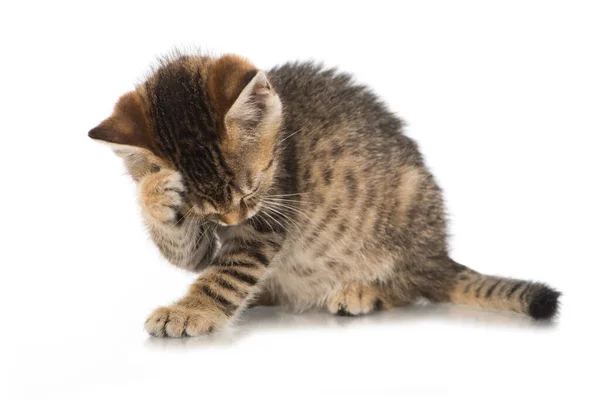 Tabby Gatinho Isolado Branco — Fotografia de Stock