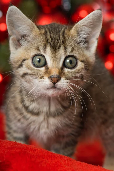 Natal Anak Kucing Dengan Dekorasi Natal Merah — Stok Foto