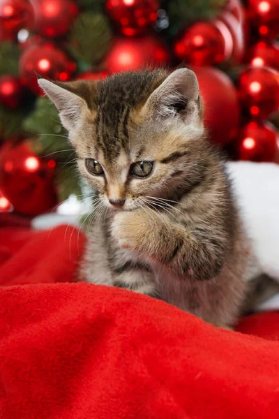 Natal Anak Kucing Dengan Dekorasi Natal Merah — Stok Foto