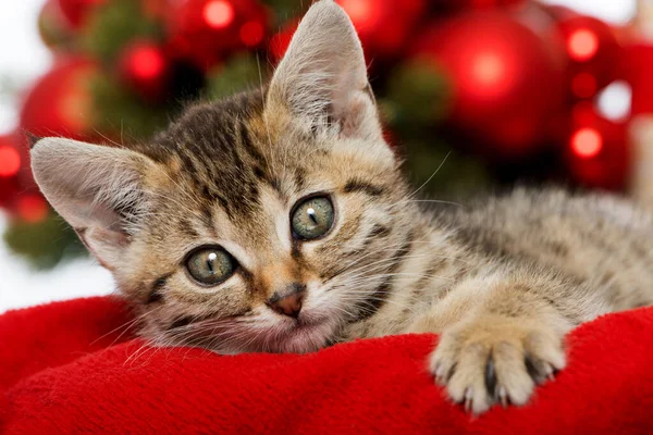 Weihnachtskätzchen Mit Roter Weihnachtsdekoration — Stockfoto