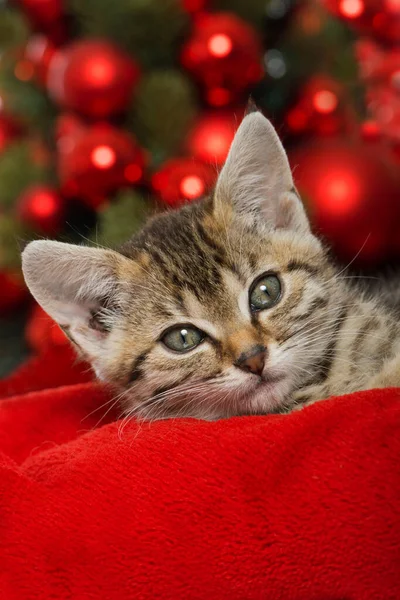 Gatinho Natal Com Decoração Natal Vermelho — Fotografia de Stock