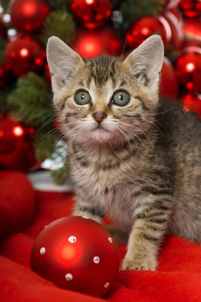 Gatinho Natal Com Decoração Natal Vermelho — Fotografia de Stock