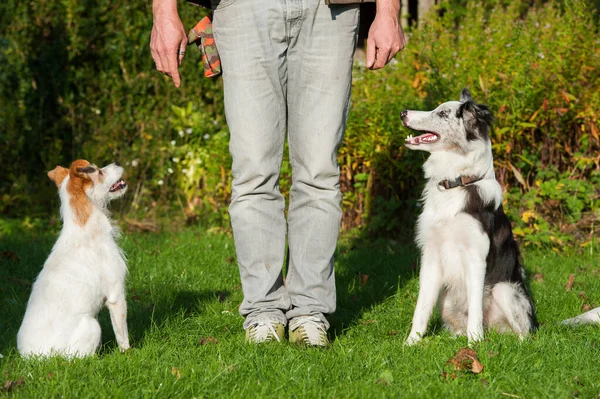 Border Collie Liggend Een Herfst Weide — Stockfoto