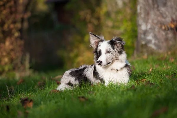 Σύνορα Collie Βρίσκεται Ένα Λιβάδι Φθινόπωρο — Φωτογραφία Αρχείου