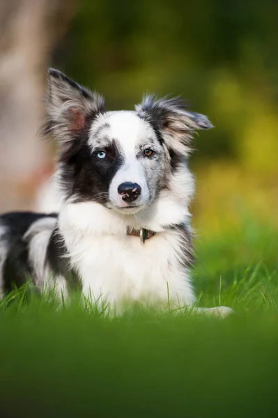 Border Collie Couché Dans Une Prairie Automne — Photo