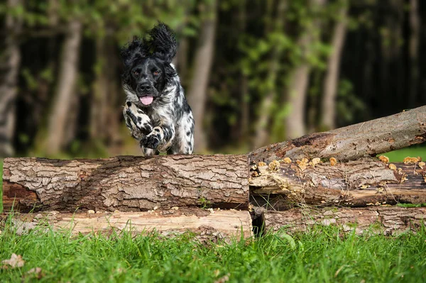 Hunting Dog Hunt — Stock Photo, Image