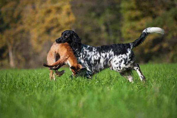 Perro Caza Caza — Foto de Stock