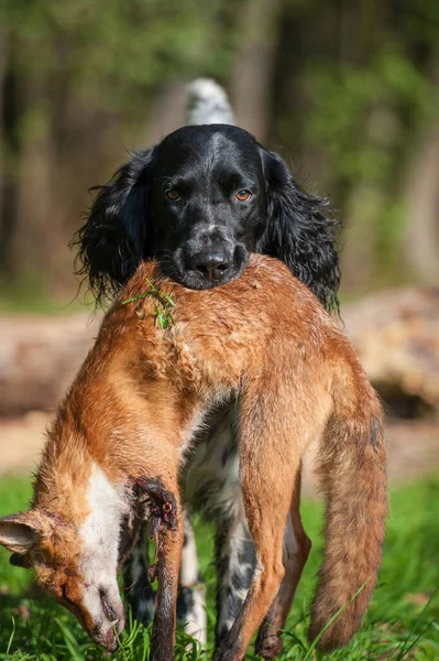 Cão Caça Caça — Fotografia de Stock