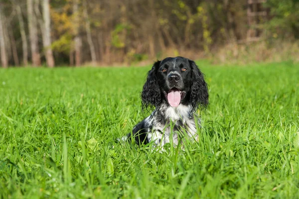 Cão Caça Caça — Fotografia de Stock