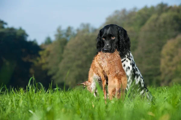 Jagdhund Auf Der Jagd — Stockfoto