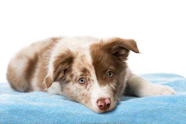 Bordr Collie Puppy Is Lying In The Garden Stock Photo, Picture and Royalty  Free Image. Image 85103562.