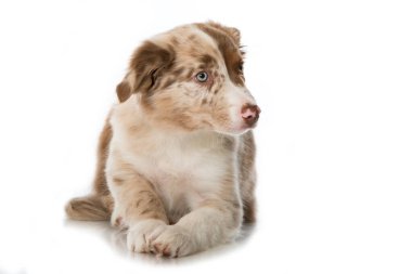 Border collie köpek yavrusu beyaz arka planda izole edildi