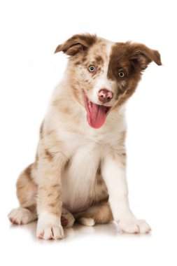Border collie köpek yavrusu beyaz arka planda izole edildi