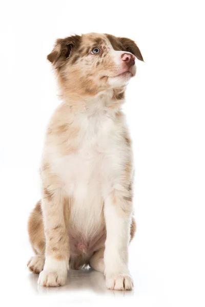 Borda Filhote Cachorro Collie Isolado Fundo Branco — Fotografia de Stock