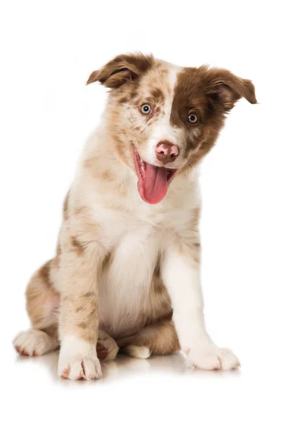 白い背景に隔離されたボーダーコリー子犬 — ストック写真