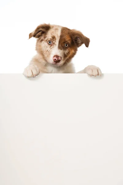 Border Collie Puppy Looking Wall Royalty Free Stock Images