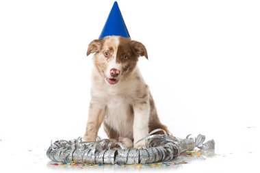 Border collie köpeği bir partiyi kutluyor.