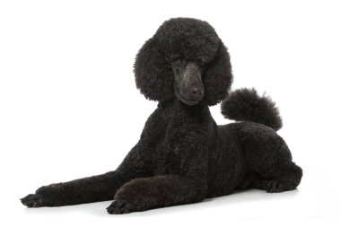 Kaniş beyaz arkaplanda izole edildi