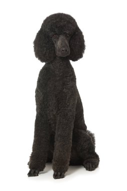 Kaniş beyaz arkaplanda izole edildi