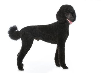 Kaniş beyaz arkaplanda izole edildi