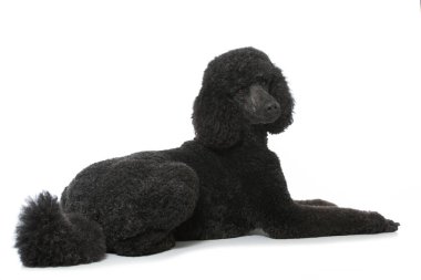 Kaniş beyaz arkaplanda izole edildi