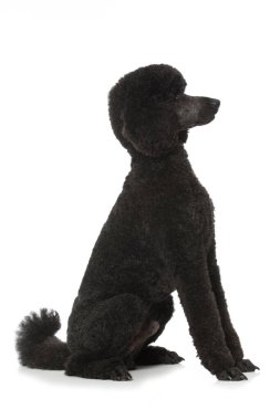 Kaniş beyaz arkaplanda izole edildi